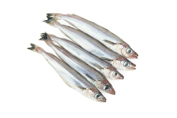 Fresh blue whiting. Group of blue whiting on a white background. Copy space. Top view.