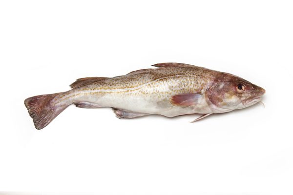 Whole Atlantic cod (Gadus morhua) fish, Isolated on a white studio background.