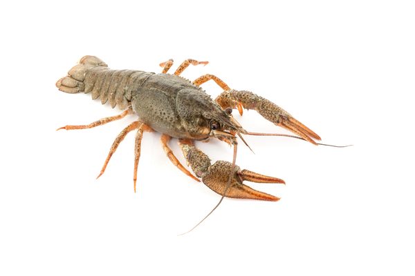 River raw crayfish closeup on white background