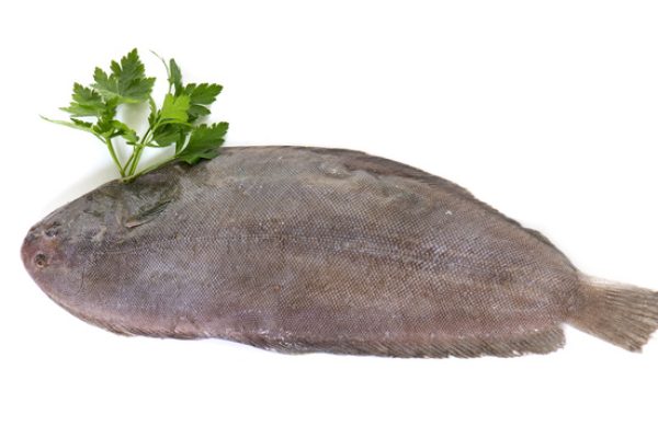 sole fish in front of white background