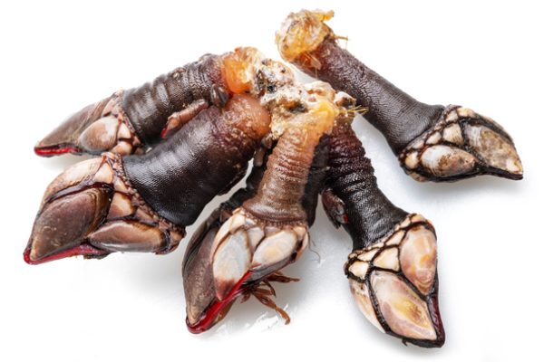 Raw goose barnacles close up isolated on white background.